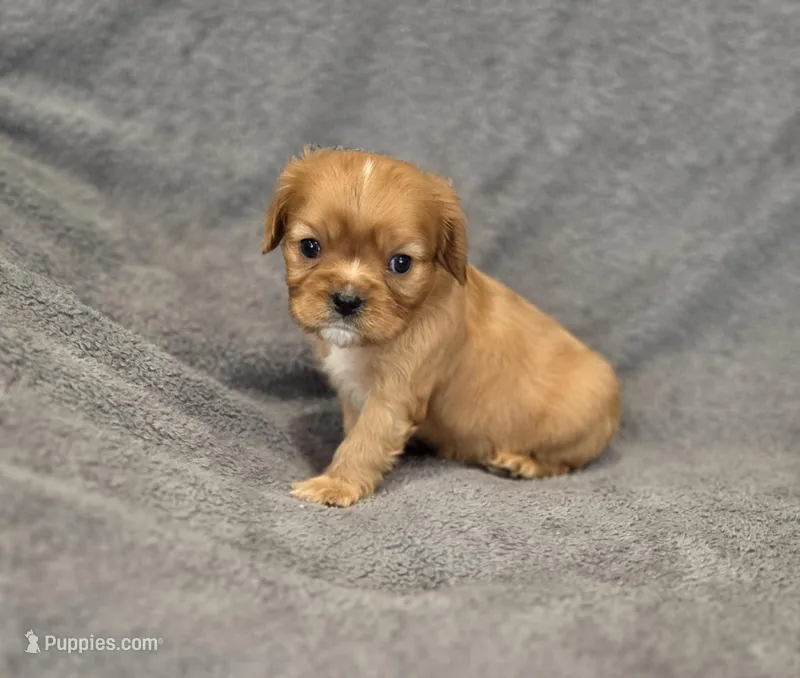 Nash – Cavalier King Charles Spaniel puppy for sale in Chicago, IL