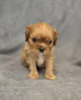 Neil, a male Cavalier King Charles Spaniel for sale in Chicago, IL – Photo 3 of 8