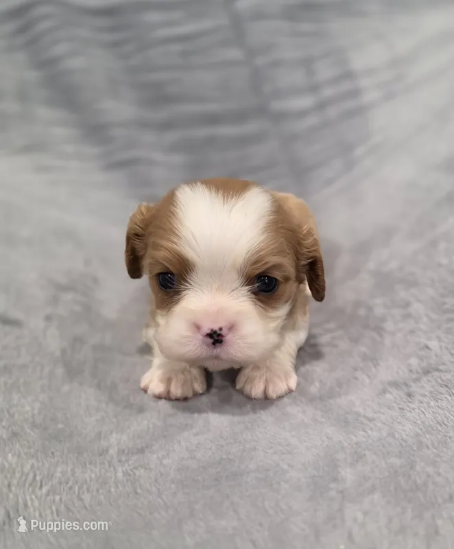 Gunner – Cavalier King Charles Spaniel puppy for sale in Chicago, IL