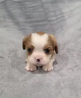 Gunner, a male Cavalier King Charles Spaniel for sale in Chicago, IL – 1 of 10