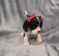 Molly , a female Cavalier King Charles Spaniel for sale in Chicago, IL – 5 of 10