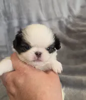 Cavin, a female Japanese Chin for sale in Chicago, IL – 3 of 10