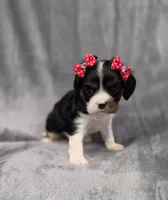 Molly , a female Cavalier King Charles Spaniel for sale in Chicago, IL – 2 of 10