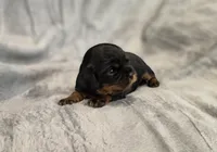 Julia, a female Cavalier King Charles Spaniel for sale in Chicago, IL – 1 of 10