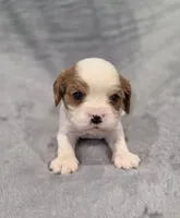 Gilbert, a male Cavalier King Charles Spaniel for sale in Chicago, IL – 3 of 7