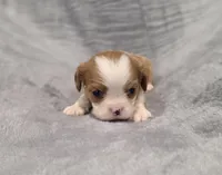 Gunner, a male Cavalier King Charles Spaniel for sale in Chicago, IL – 2 of 10