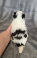 Cavin, a female Japanese Chin for sale in Chicago, IL – 6 of 10