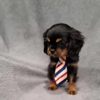 Sawyer, a male Cavalier King Charles Spaniel for sale in Chicago, IL – Photo 8 of 10