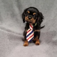 Sawyer, a male Cavalier King Charles Spaniel for sale in Chicago, IL – Photo 7 of 10