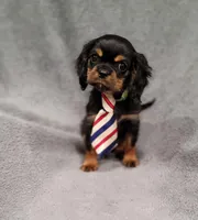 Sawyer, a male Cavalier King Charles Spaniel for sale in Chicago, IL – Photo 7 of 10