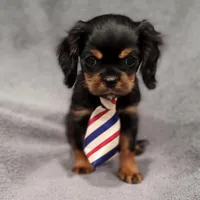 Sawyer, a male Cavalier King Charles Spaniel for sale in Chicago, IL – Photo 5 of 10