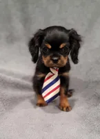 Sawyer, a male Cavalier King Charles Spaniel for sale in Chicago, IL – Photo 5 of 10