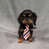 Sawyer, a male Cavalier King Charles Spaniel for sale in Chicago, IL – Photo 6 of 10