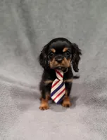 Sawyer, a male Cavalier King Charles Spaniel for sale in Chicago, IL – Photo 6 of 10