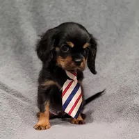 Sawyer, a male Cavalier King Charles Spaniel for sale in Chicago, IL – Photo 1 of 10