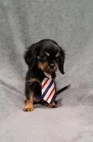 Sawyer, a male Cavalier King Charles Spaniel for sale in Chicago, IL – Photo 1 of 10