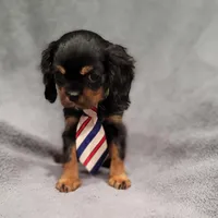 Sawyer, a male Cavalier King Charles Spaniel for sale in Chicago, IL – Photo 3 of 10