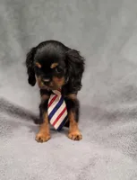 Sawyer, a male Cavalier King Charles Spaniel for sale in Chicago, IL – Photo 3 of 10