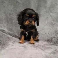 Sawyer, a male Cavalier King Charles Spaniel for sale in Chicago, IL – Photo 10 of 10