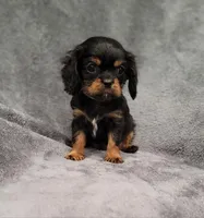 Sawyer, a male Cavalier King Charles Spaniel for sale in Chicago, IL – Photo 10 of 10