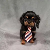 Sawyer, a male Cavalier King Charles Spaniel for sale in Chicago, IL – Photo 9 of 10