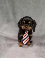 Sawyer, a male Cavalier King Charles Spaniel for sale in Chicago, IL – Photo 9 of 10