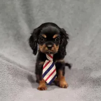 Sawyer, a male Cavalier King Charles Spaniel for sale in Chicago, IL – Photo 2 of 10