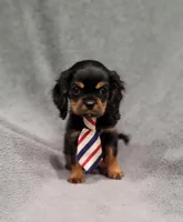 Sawyer, a male Cavalier King Charles Spaniel for sale in Chicago, IL – Photo 2 of 10