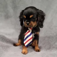 Sawyer, a male Cavalier King Charles Spaniel for sale in Chicago, IL – Photo 4 of 10