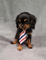 Sawyer, a male Cavalier King Charles Spaniel for sale in Chicago, IL – Photo 4 of 10