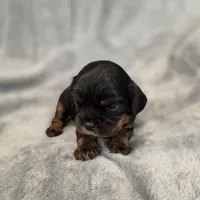 Julia, a female Cavalier King Charles Spaniel for sale in Chicago, IL – 7 of 10
