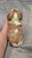 Gunner, a male Cavalier King Charles Spaniel for sale in Chicago, IL – 10 of 10