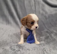 Hudson, a male Cavalier King Charles Spaniel for sale in Chicago, IL – 7 of 10