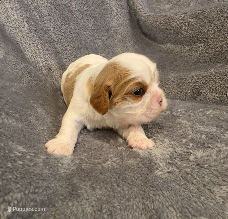 Fabian – Cavalier King Charles Spaniel puppy for sale in Chicago, IL