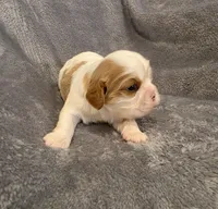 Fabian, a male Cavalier King Charles Spaniel for sale in Chicago, IL – 1 of 8