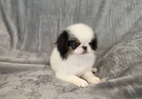 Jaxson, a male Japanese Chin for sale in Chicago, IL – 4 of 7