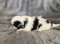 Cali, a female Japanese Chin for sale in Chicago, IL – 5 of 9
