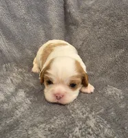 Fabian, a male Cavalier King Charles Spaniel for sale in Chicago, IL – 5 of 8