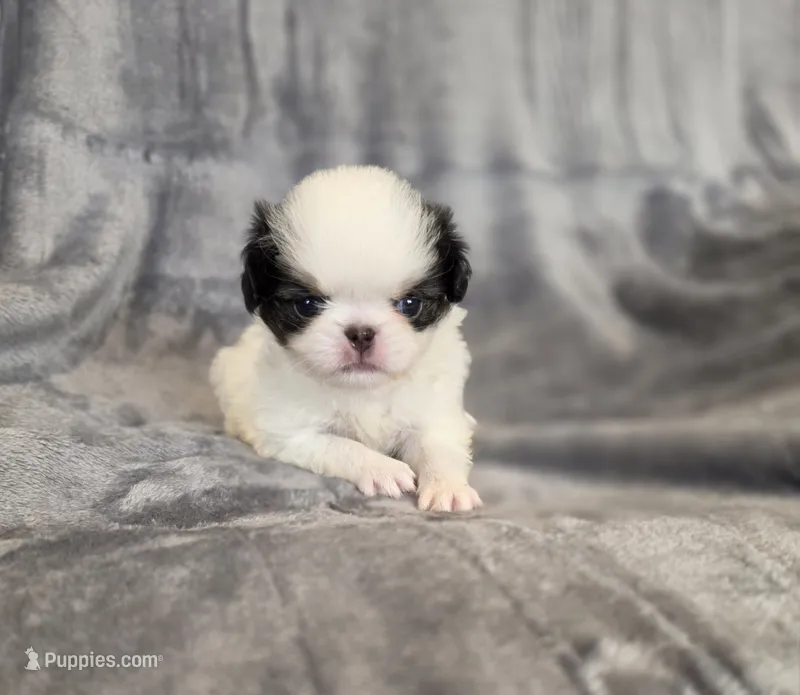 Cavin – Japanese Chin puppy for sale in Chicago, IL