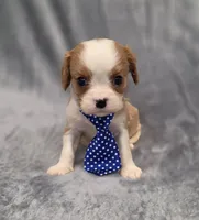 Hudson, a male Cavalier King Charles Spaniel for sale in Chicago, IL – 10 of 10