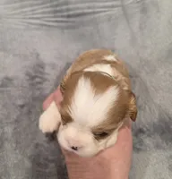 Gunner, a male Cavalier King Charles Spaniel for sale in Chicago, IL – 6 of 10