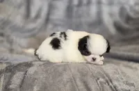 Cavin, a female Japanese Chin for sale in Chicago, IL – 5 of 10