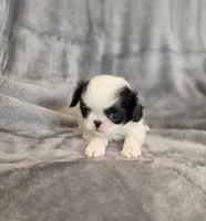 Cali, a female Japanese Chin for sale in Chicago, IL – 8 of 9