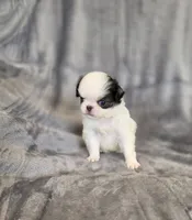 Cavin, a female Japanese Chin for sale in Chicago, IL – 9 of 10