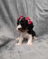 Molly , a female Cavalier King Charles Spaniel for sale in Chicago, IL – 6 of 10