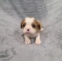 Gunner, a male Cavalier King Charles Spaniel for sale in Chicago, IL – 7 of 10