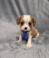 Hudson, a male Cavalier King Charles Spaniel for sale in Chicago, IL – 5 of 10