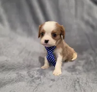 Hudson, a male Cavalier King Charles Spaniel for sale in Chicago, IL – 9 of 10