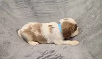 Gilbert, a male Cavalier King Charles Spaniel for sale in Chicago, IL – 6 of 7