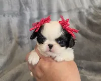 Cali, a female Japanese Chin for sale in Chicago, IL – 9 of 9